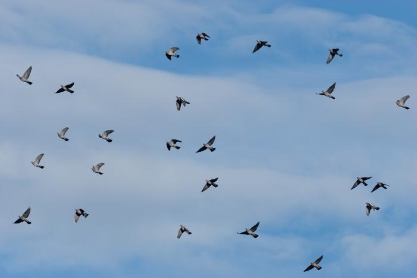 Observer les oiseaux migrateurs sur la Cornich ...