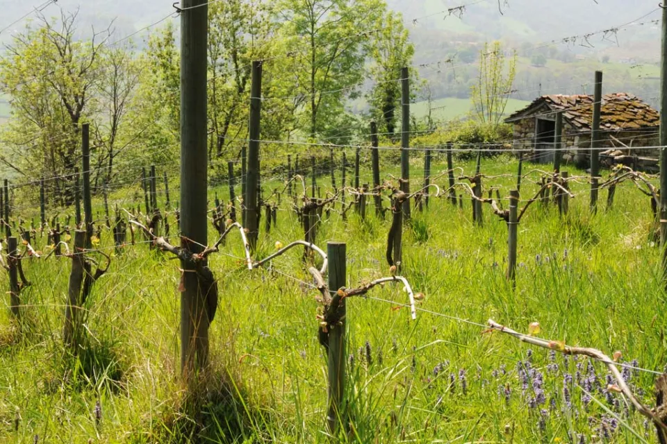 Domaine Ilarria