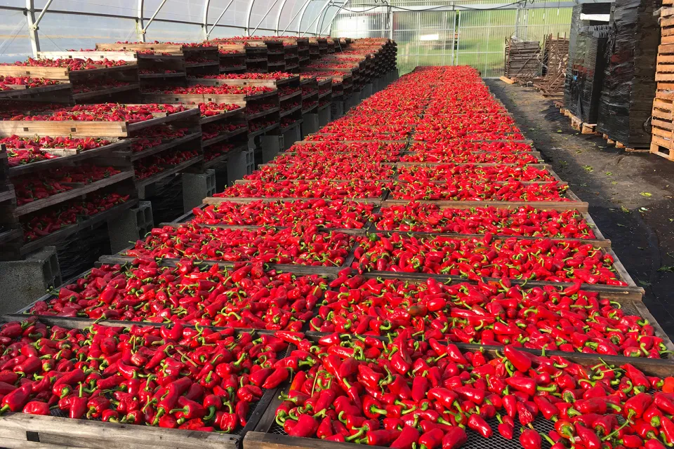 L'Atelier du Piment