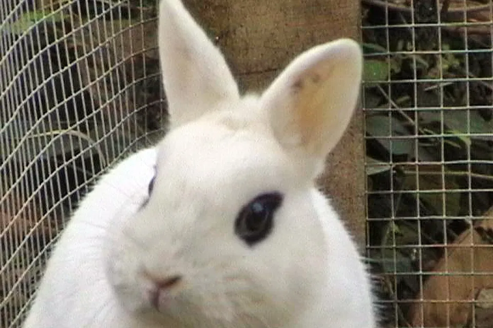 La Forêt des Lapins