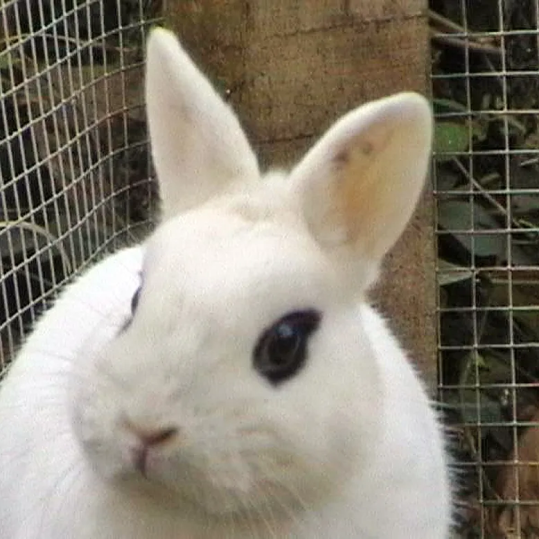La Forêt des Lapins