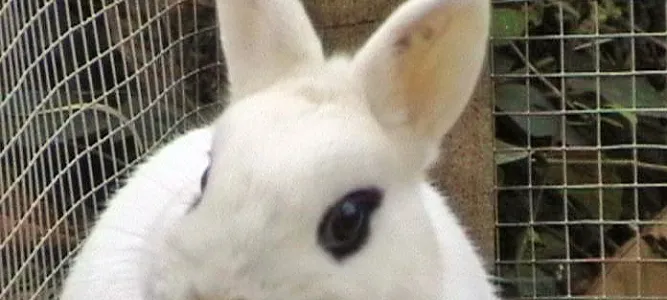 La Forêt des Lapins
