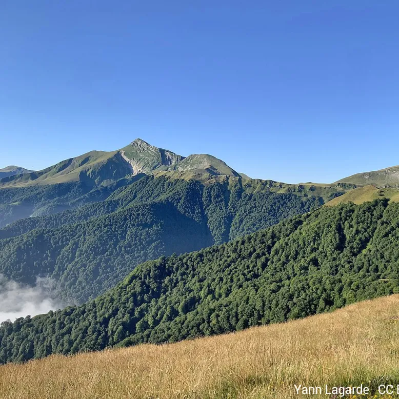 Forêt d'Iraty