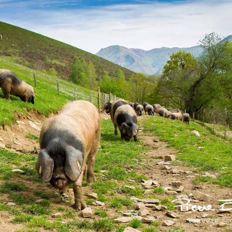 Basque pig discovery trail