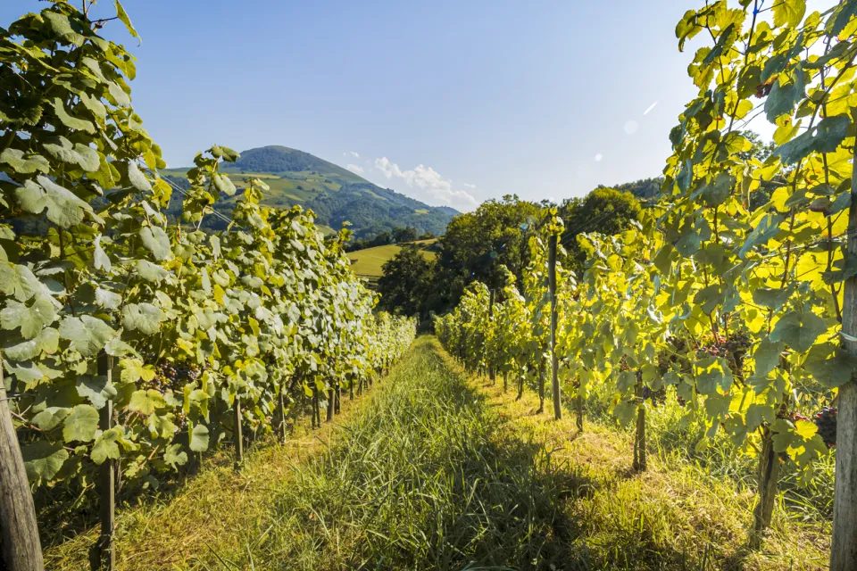 Gutizia Estate