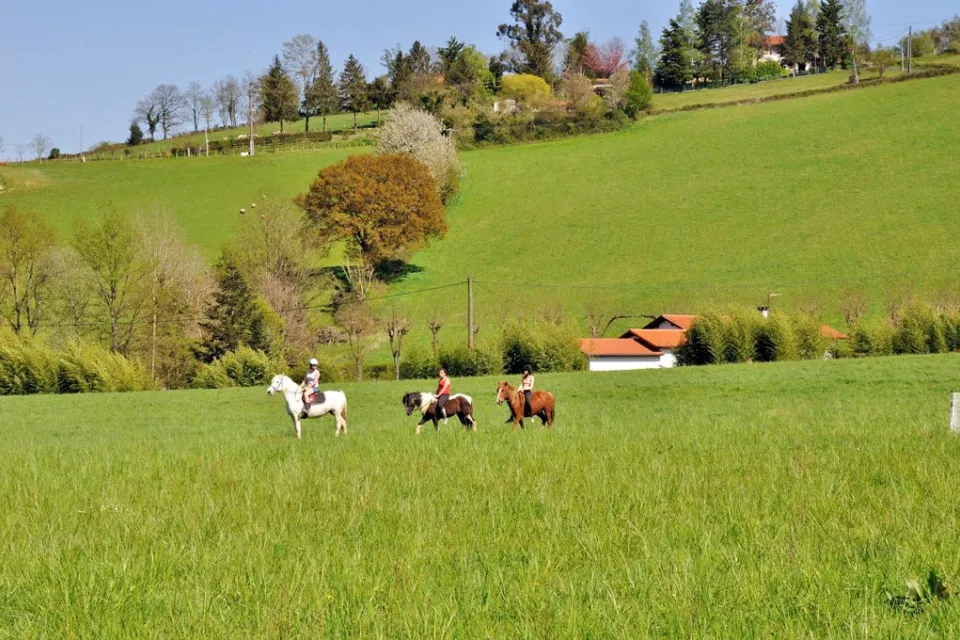 Pension chevaux Xokoan