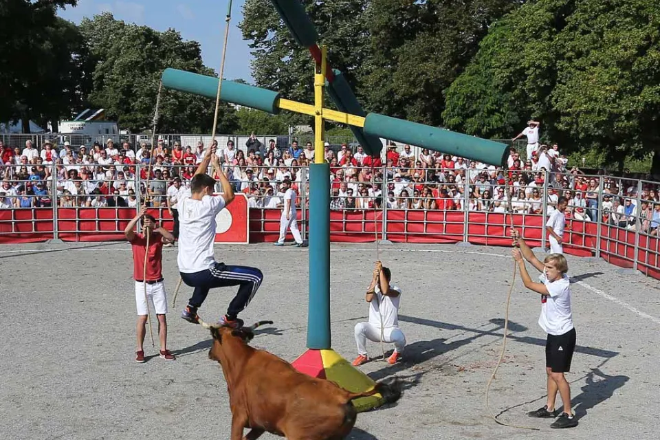 ÉMOTIONS ET VACHES - RIES !!!