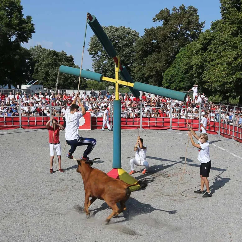 ÉMOTIONS ET VACHES - RIES !!!