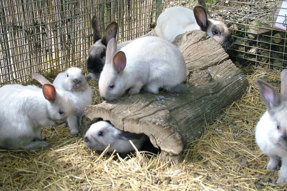 La Forêt des Lapins