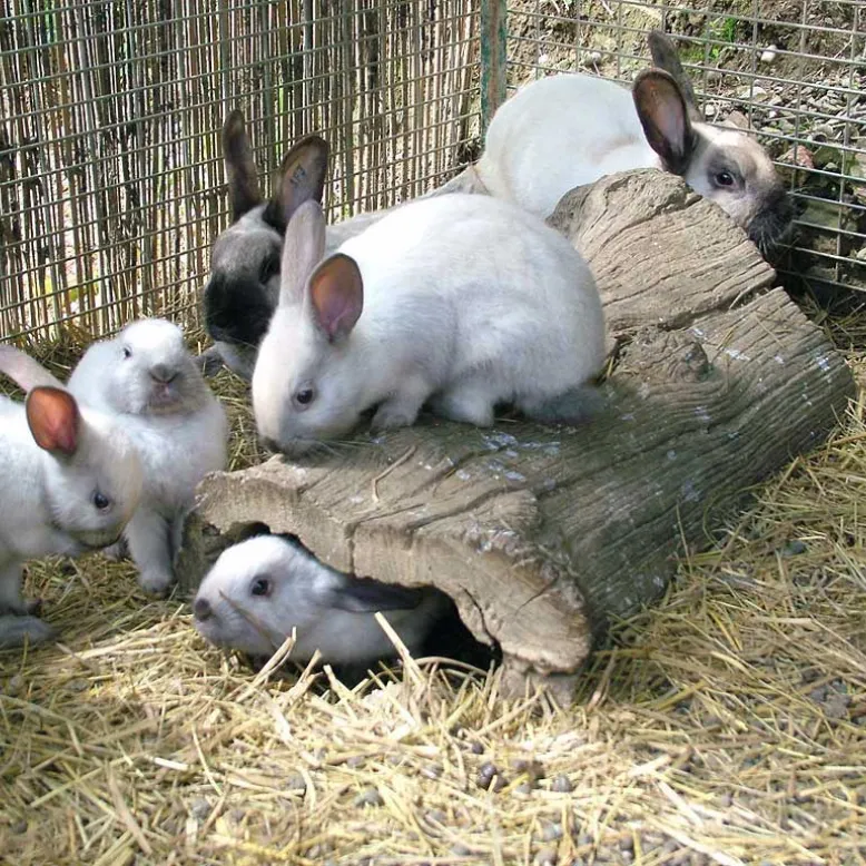 La Forêt des Lapins