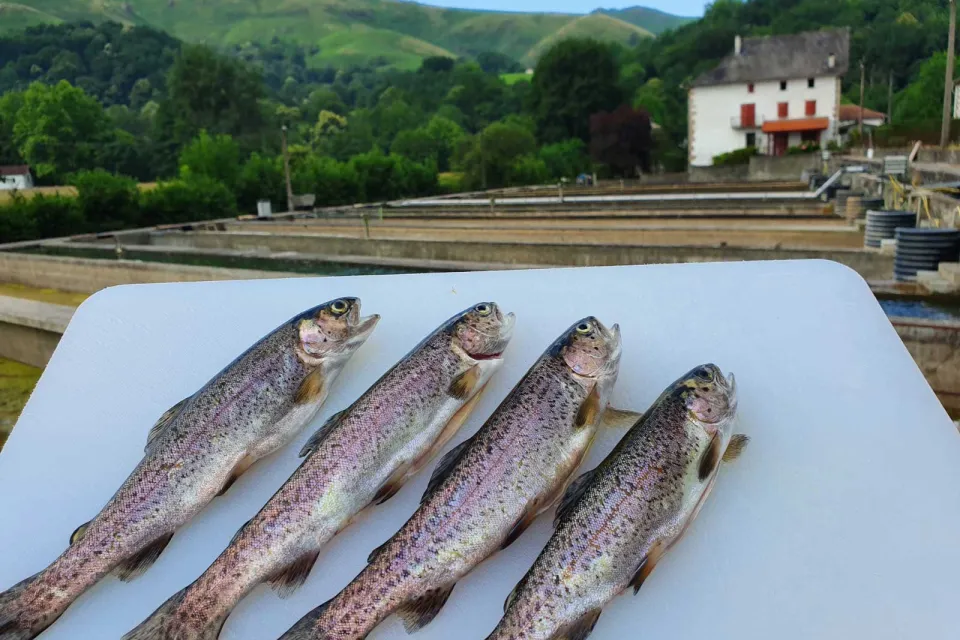 Pisciculture d'Iraty