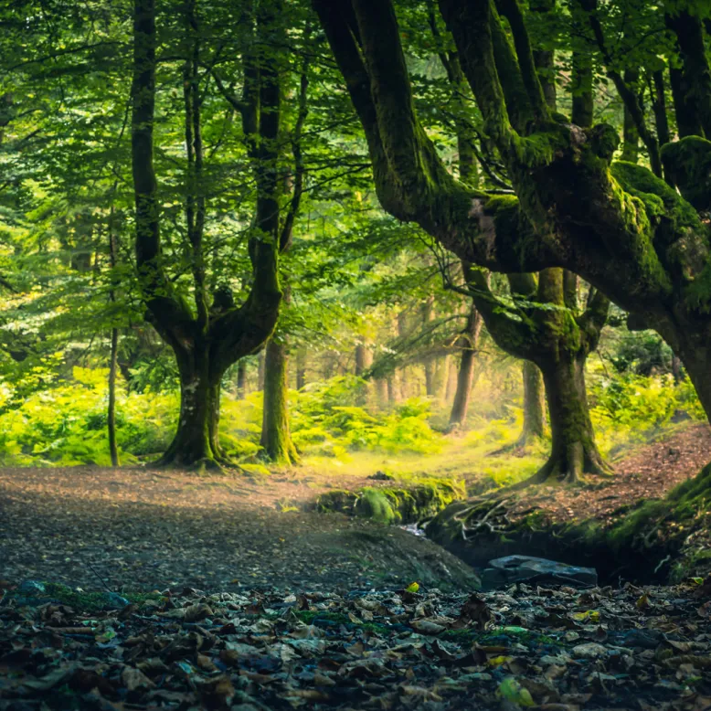 Gorbeia Natural Park