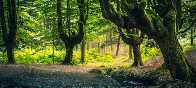 Le Parc naturel de Gorbeia