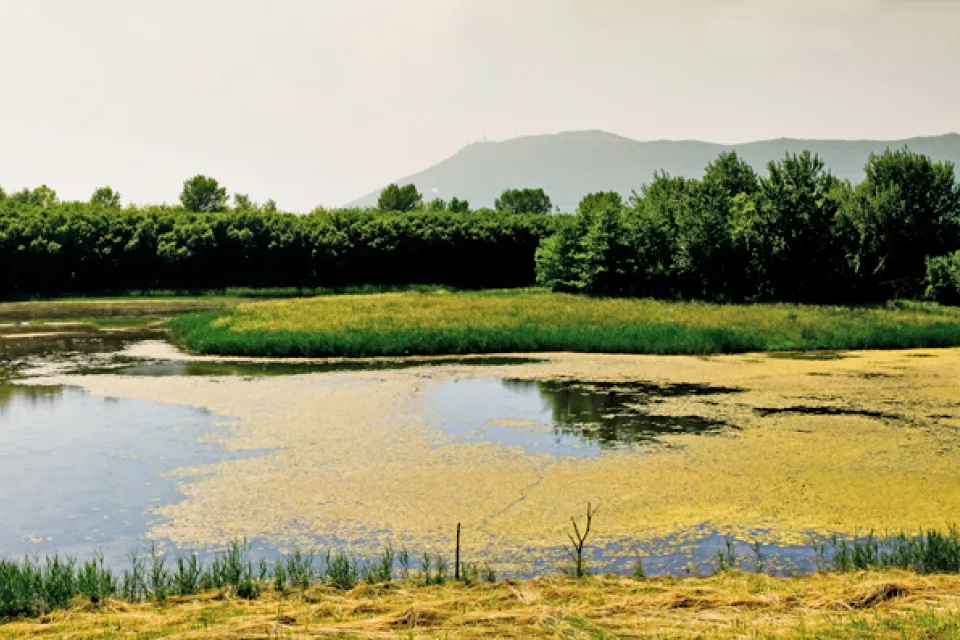Txingudi marshes
