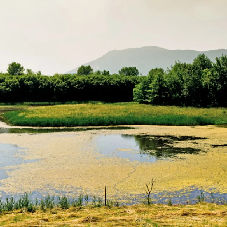 Txingudi marshes