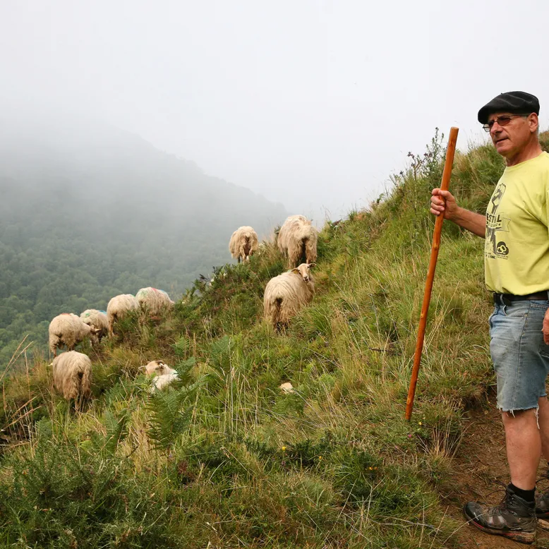 Milk-Fed Lamb from the Pyrenees