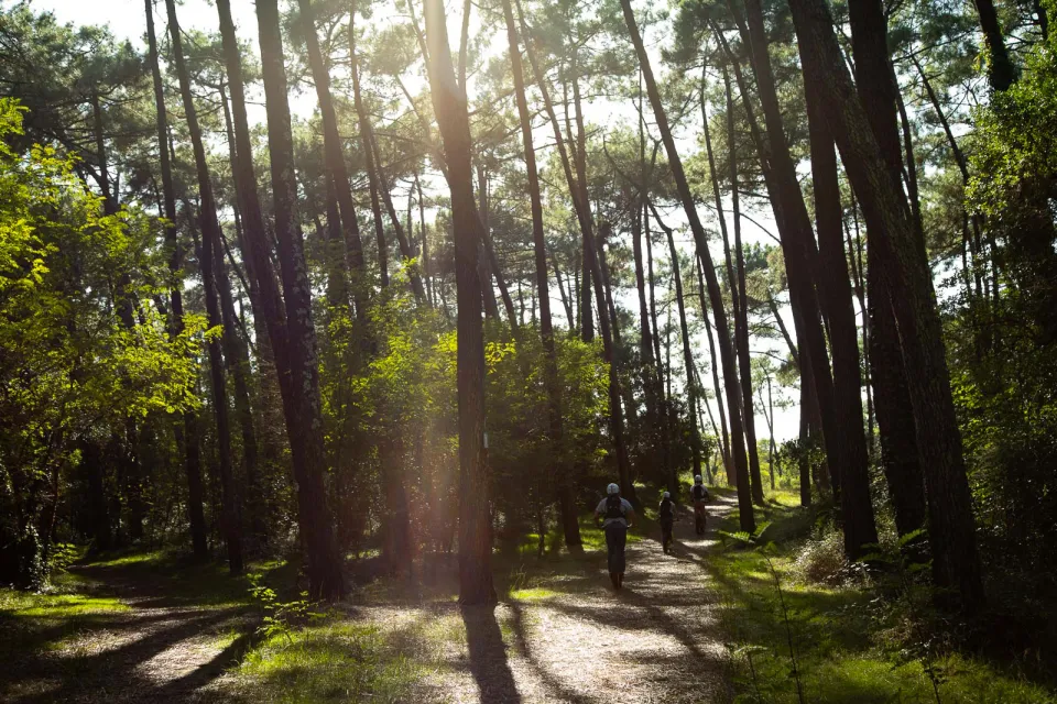 Forêt du Pignada