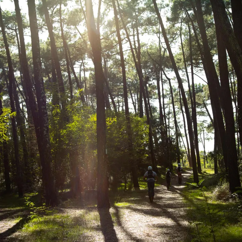 Forêt du Pignada