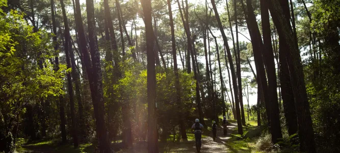 Forêt du Pignada