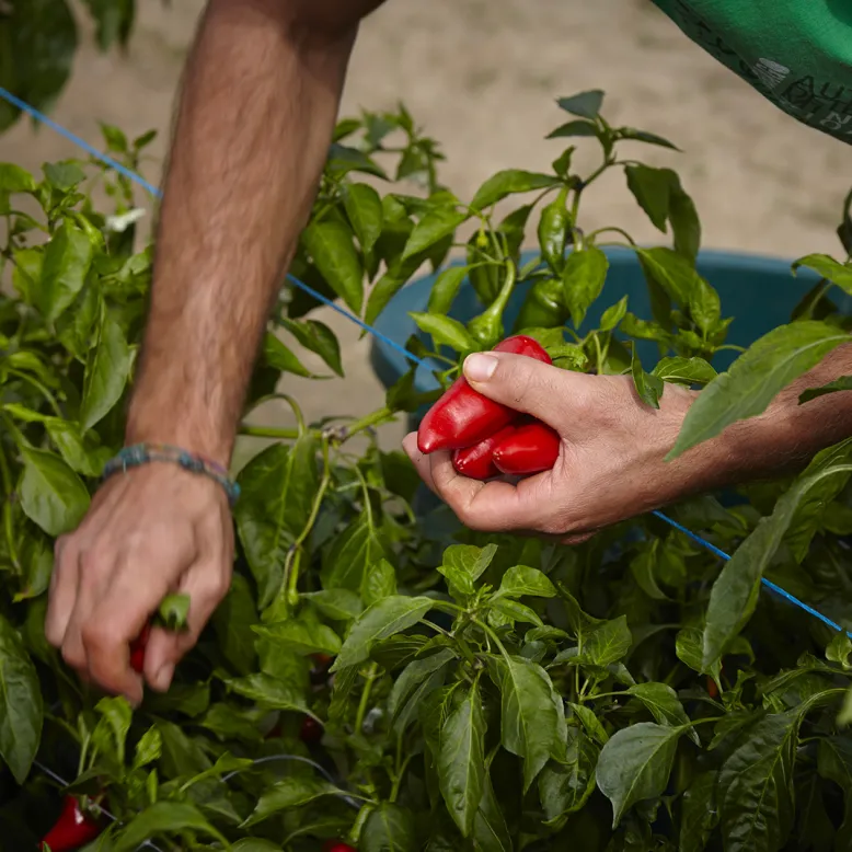 L'Atelier du Piment