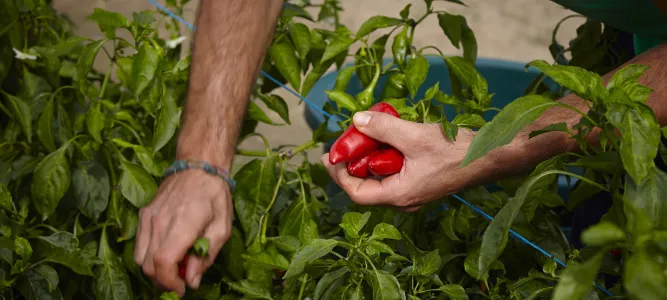 L'Atelier du Piment