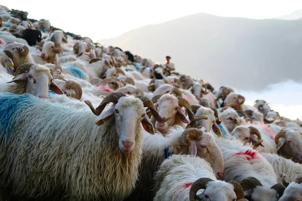 Syndicat Fromage AOP Ossau-Iraty