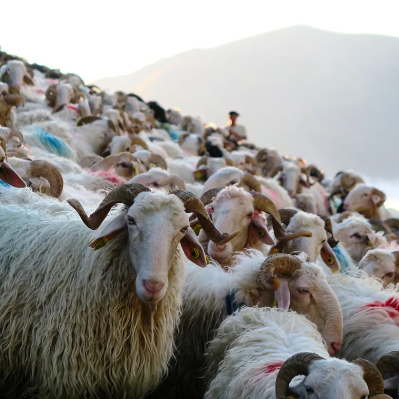 Syndicat Fromage AOP Ossau-Iraty