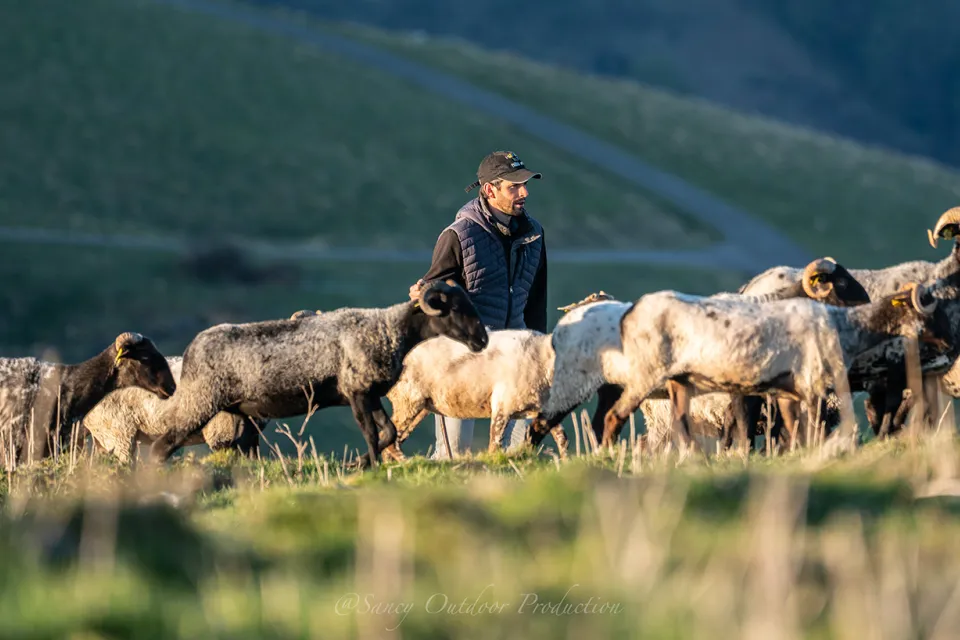 OSSAU-IRATY PDO Cheese Route