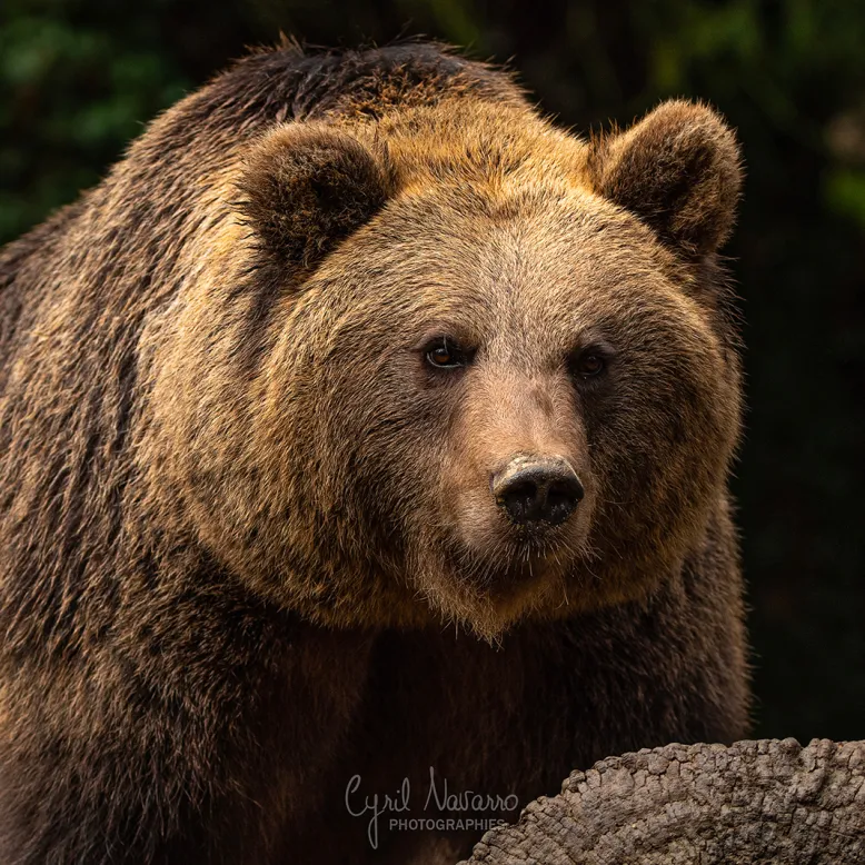 Animal Park of the Pyrenees