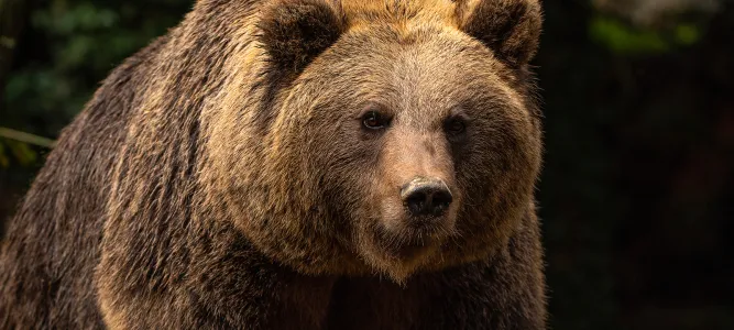 Animal Park of the Pyrenees