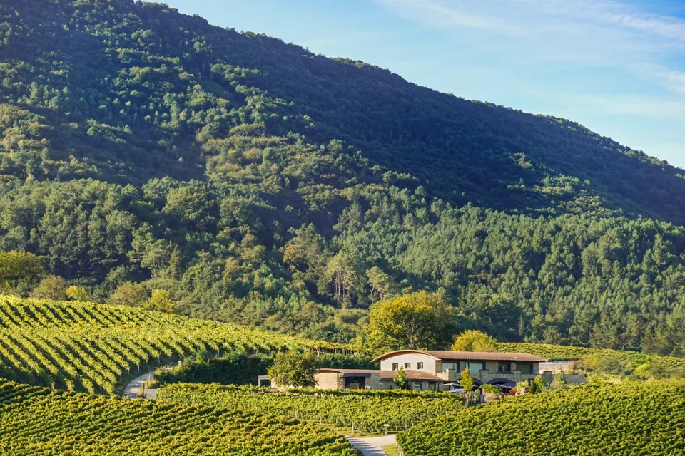 Hiruzta Bodega