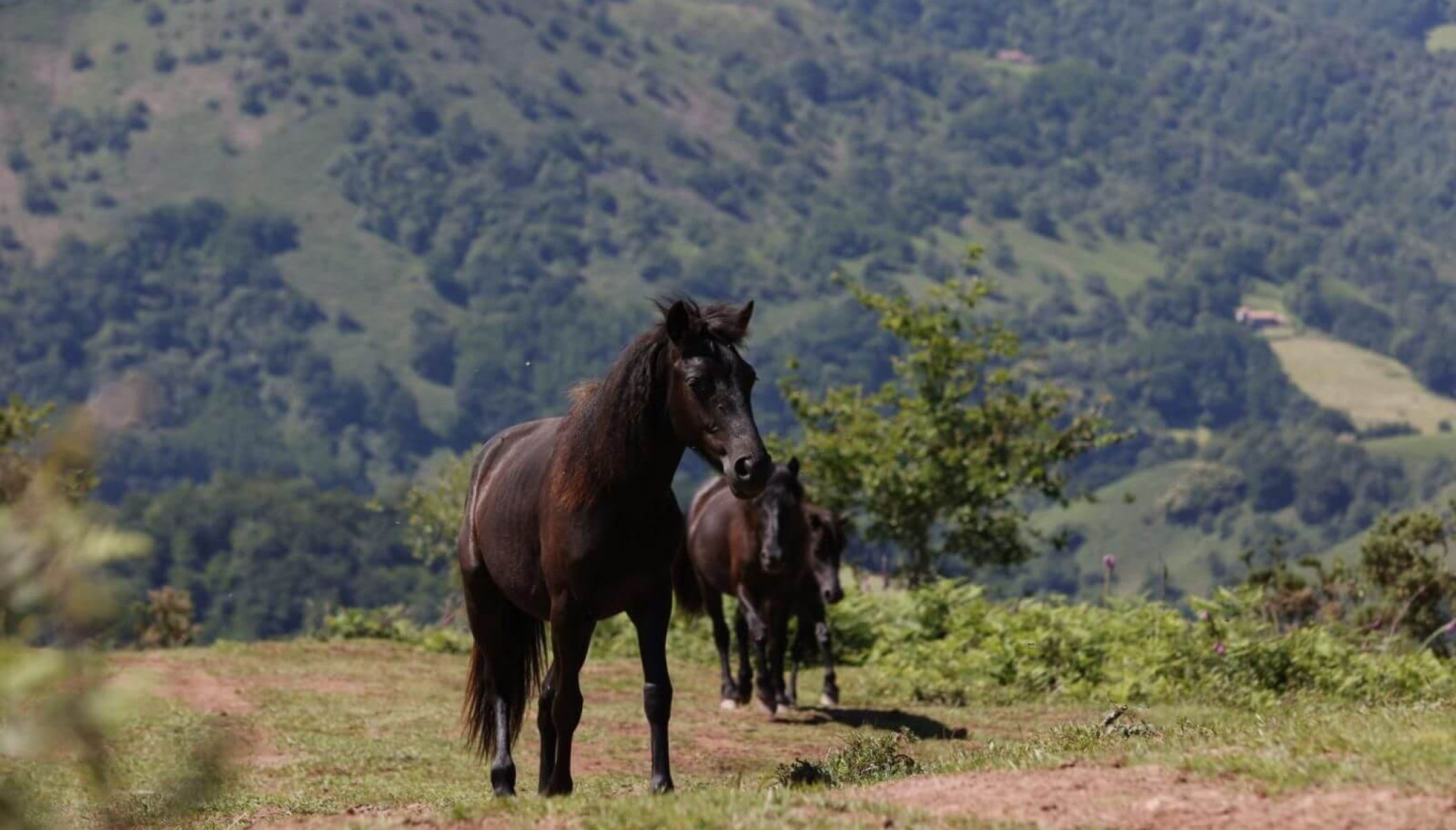La Maison du Pottok, à la découverte d’un petit cheval, trésor du Pays Basque