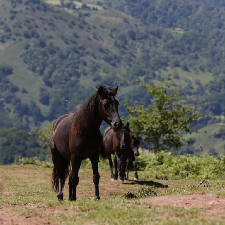 The Pottok House: Discovering a small horse, a ...