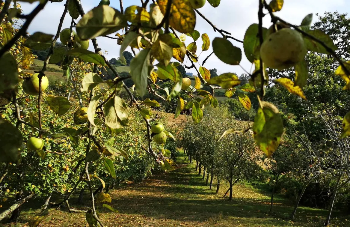 Eztigar Cider