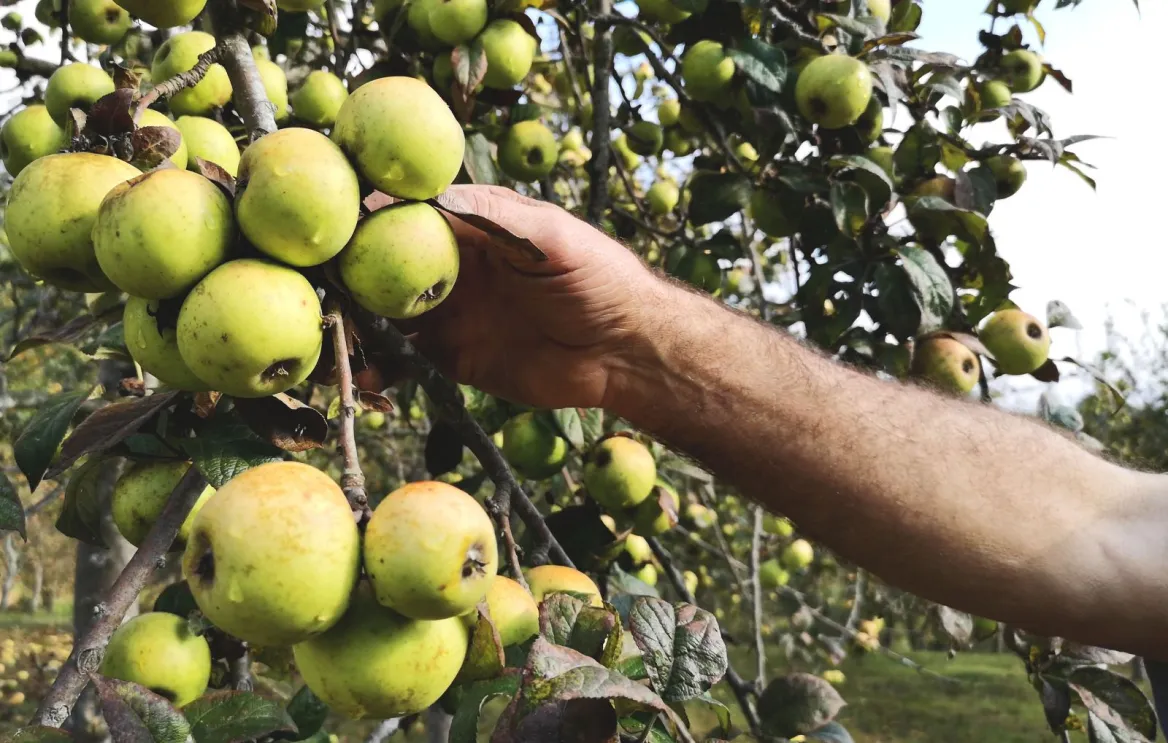 Eztigar Cider