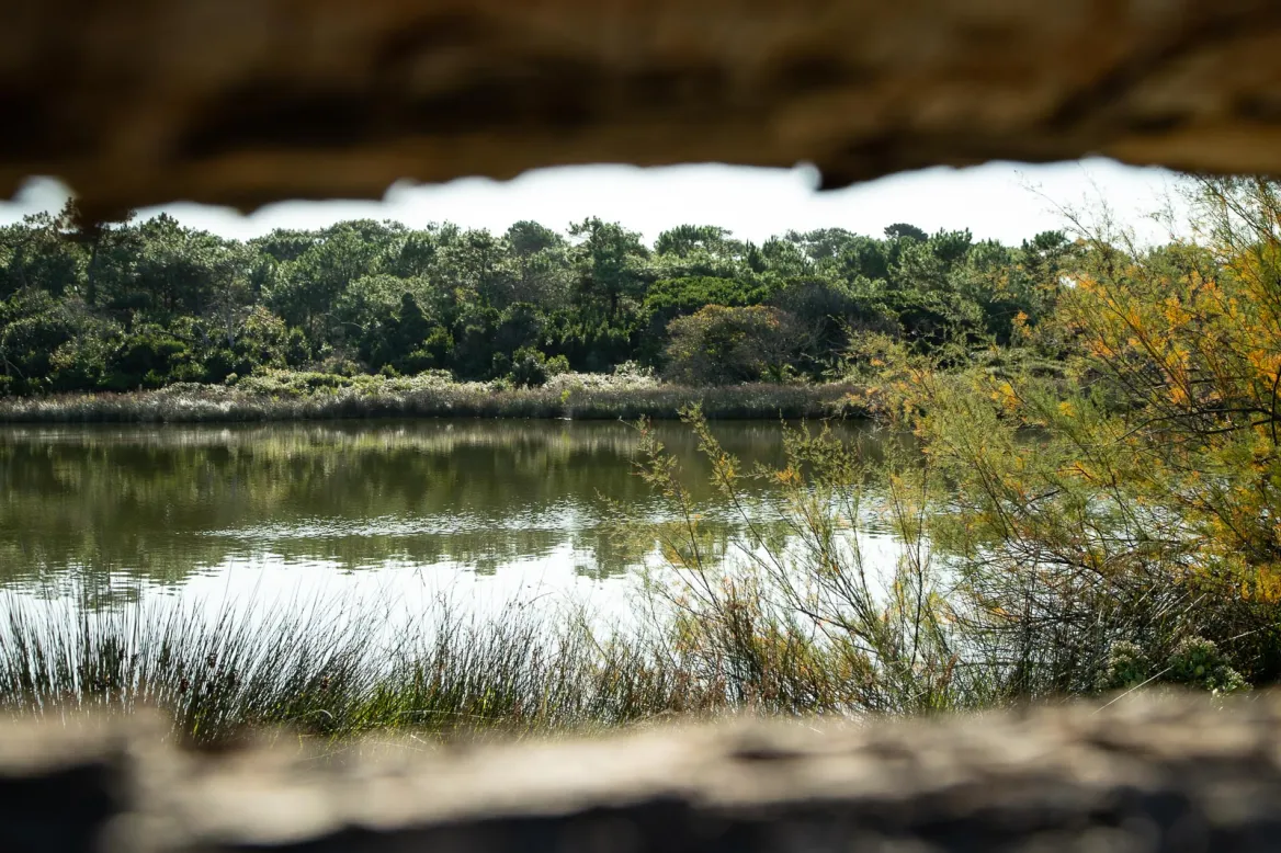 Izadia Anglet Park