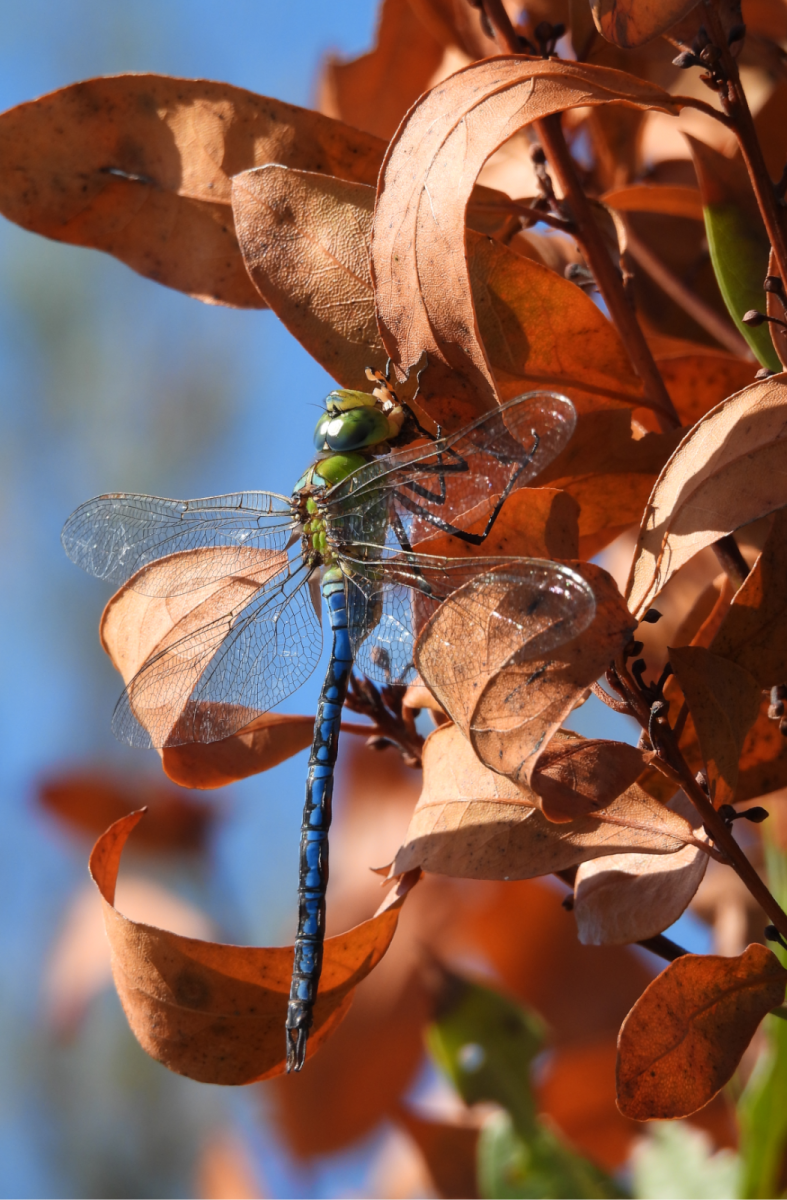 Emperor Anax ©Izadia.EudesOlivier