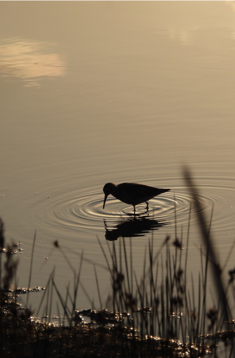 Dunlin ©Izadia.EudesOlivier