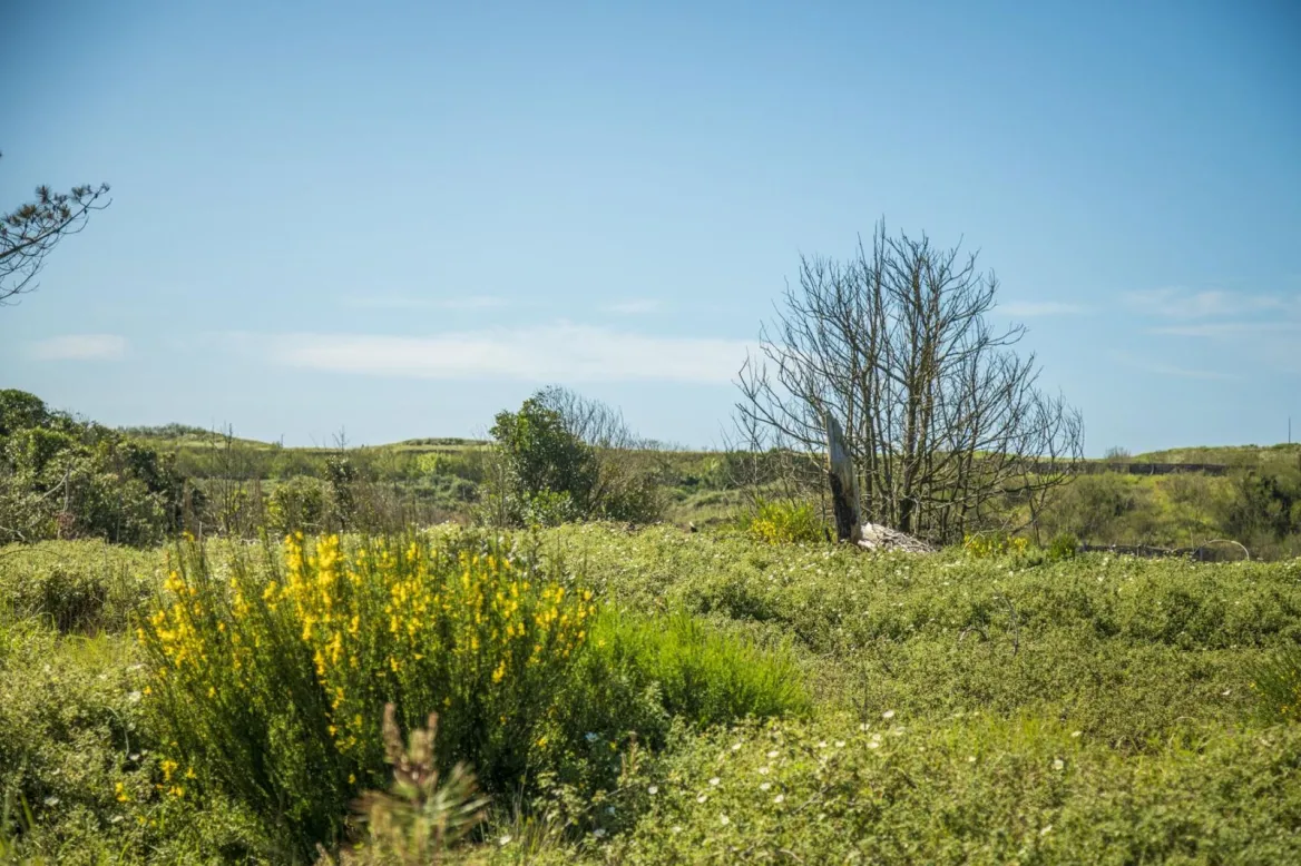 This site is recognized as an Espace Natural Sensible (n°70 Dunes d'Anglet), managed by the commune of Anglet. Included in the "Natura 2000 L'Adour" zone, it aims to reconnect visitors with nature through a network of footpaths.