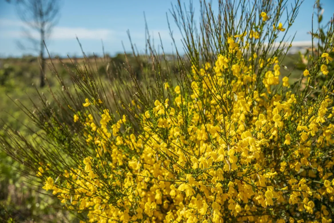 This site is recognized as an Espace Natural Sensible (n°70 Dunes d'Anglet), managed by the commune of Anglet. Included in the "Natura 2000 L'Adour" zone, it aims to reconnect visitors with nature through a network of footpaths.