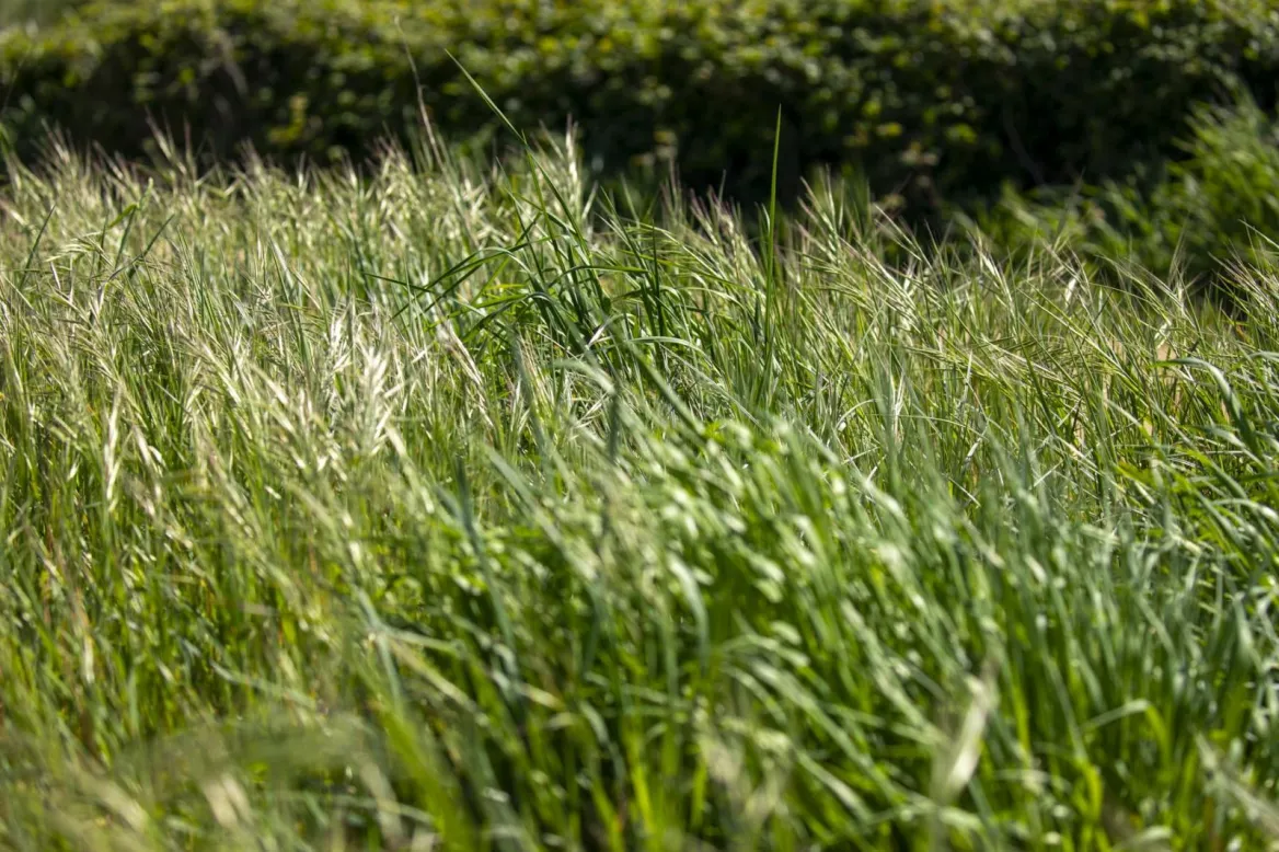 This site is recognized as an Espace Natural Sensible (n°70 Dunes d'Anglet), managed by the commune of Anglet. Included in the "Natura 2000 L'Adour" zone, it aims to reconnect visitors with nature through a network of footpaths.