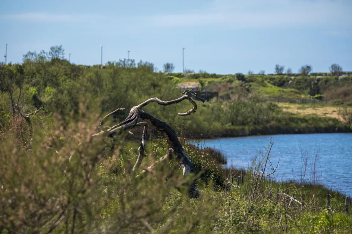 This site is recognized as an Espace Natural Sensible (n°70 Dunes d'Anglet), managed by the commune of Anglet. Included in the "Natura 2000 L'Adour" zone, it aims to reconnect visitors with nature through a network of footpaths.