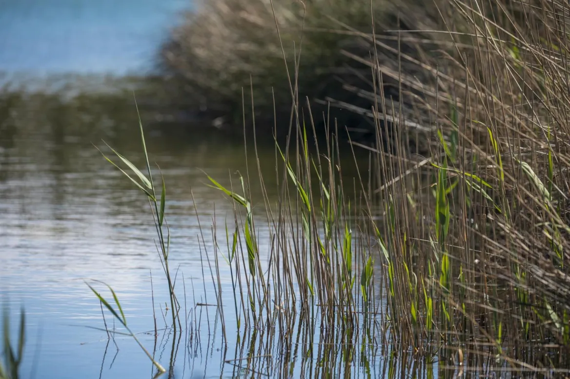 This site is recognized as an Espace Natural Sensible (n°70 Dunes d'Anglet), managed by the commune of Anglet. Included in the "Natura 2000 L'Adour" zone, it aims to reconnect visitors with nature through a network of footpaths.