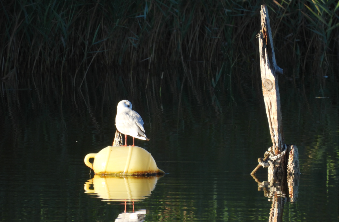 Ambient black-headed gull ©Izadia.EudesOlivier