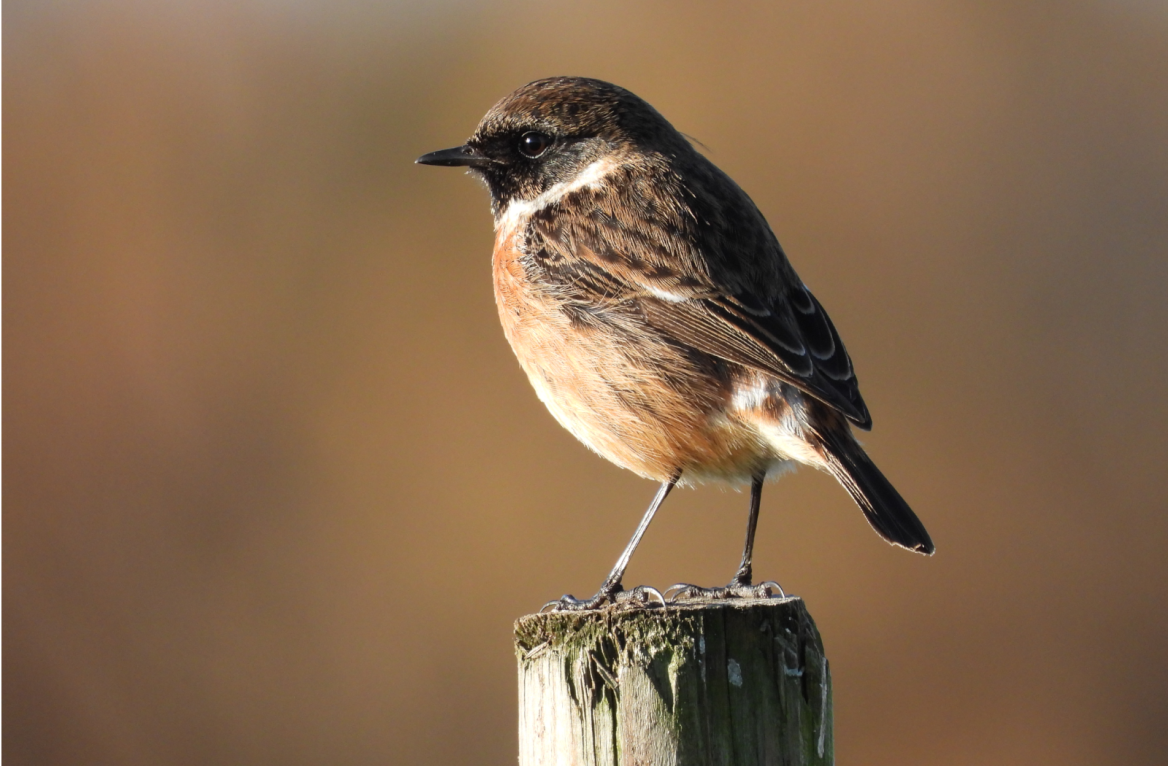 Whinchat, saxicola rubicola©Izadia.EudesOlivier