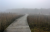 Foggy brackish marsh ©Izadia.EudesOlivier
