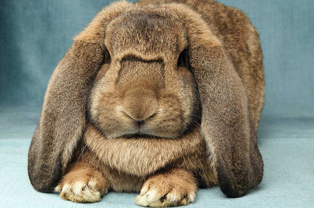 Rabbit Forest
