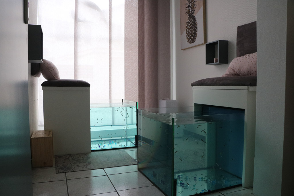 Wellness Fish