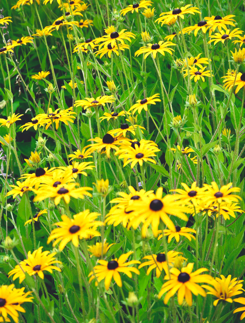 Bayonne Botanical Garden