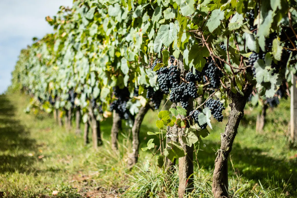 Irouleguy grapes